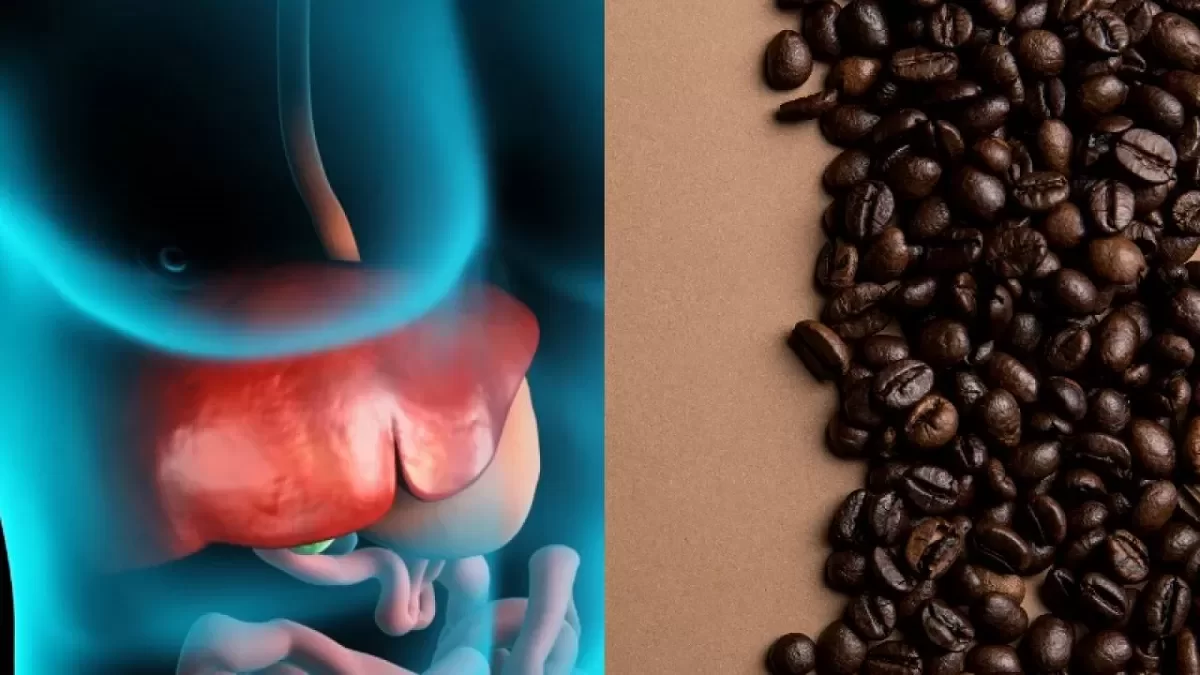 تاثیر قهوه بر روی کبد چرب - کافه ورنا | فروشگاه خرید قهوه